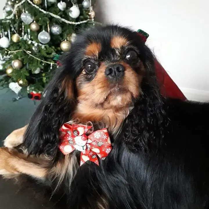 King Charles Spaniel