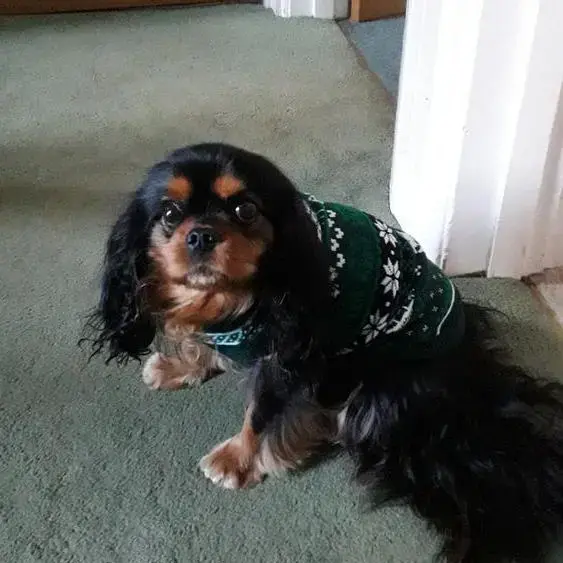 King Charles Spaniel