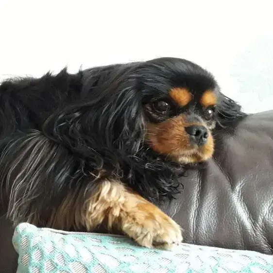 King Charles Spaniel