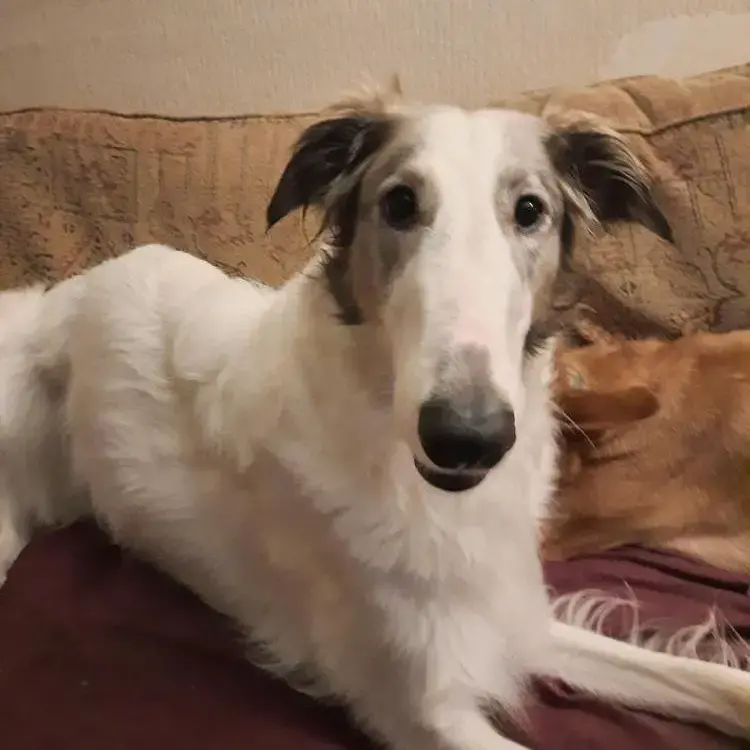 Borzoi