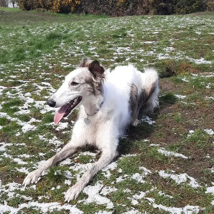 Borzoi