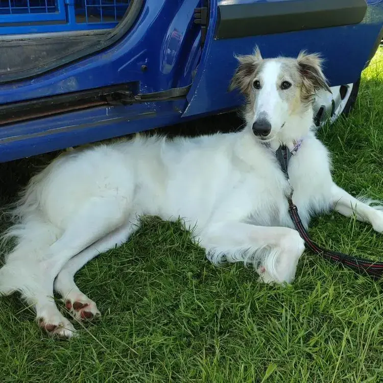 Borzoi