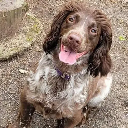 Cocker Spaniel (English)