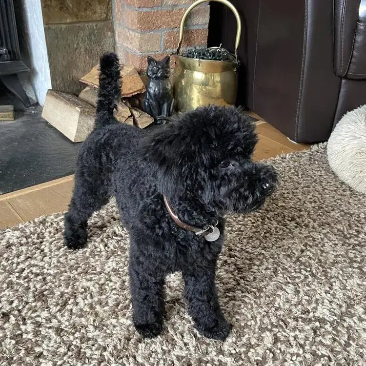 Poodle (Toy)