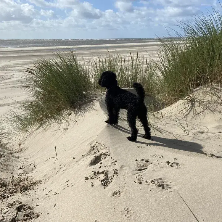 Poodle (Toy)