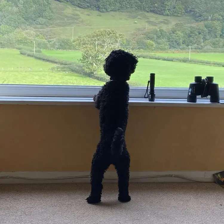 Poodle (Toy)