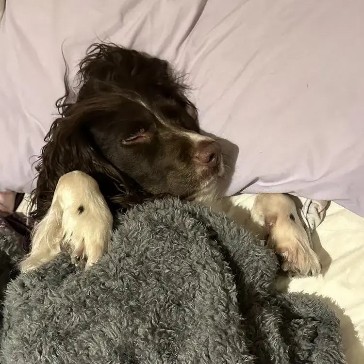 English Springer Spaniel