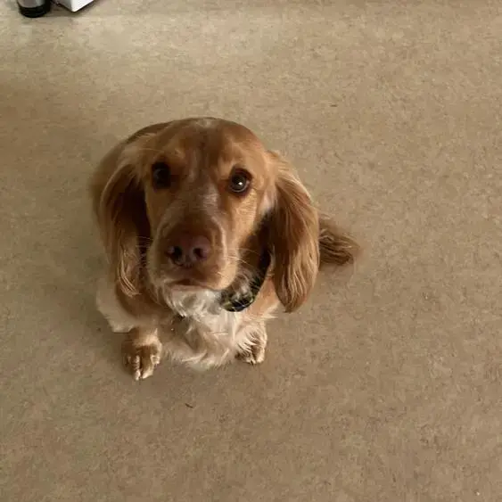Cocker Spaniel (English)