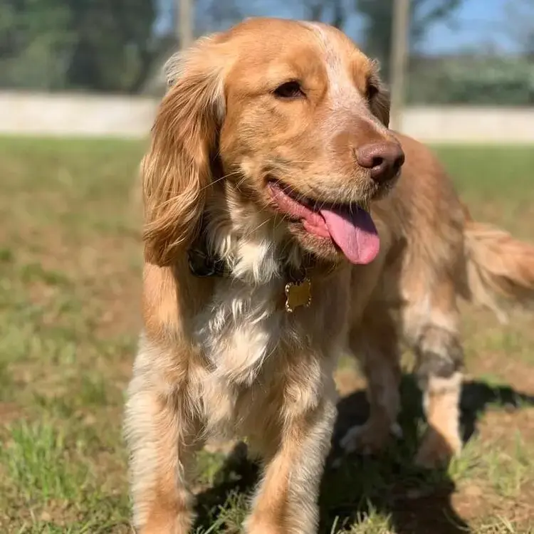 Cocker Spaniel (English)