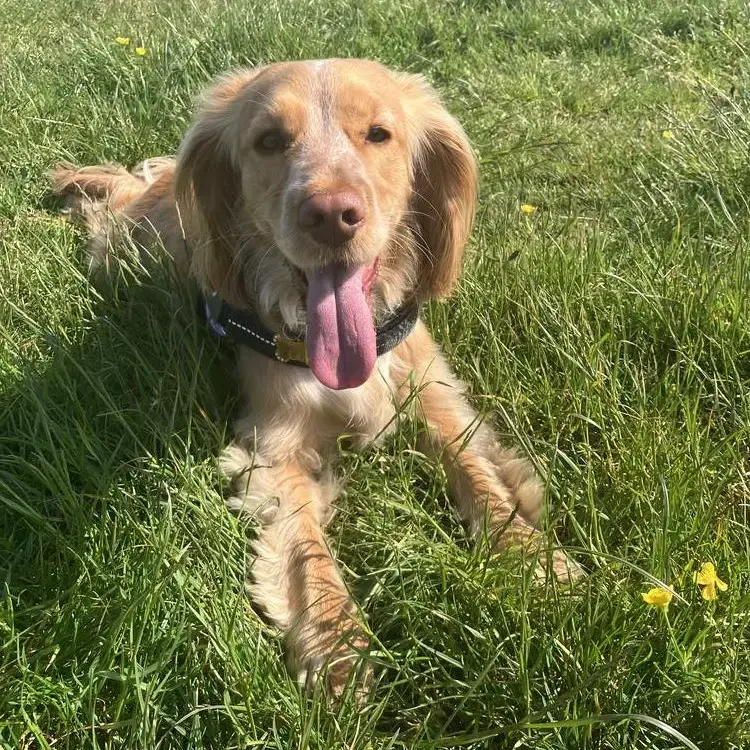 Cocker Spaniel (English)