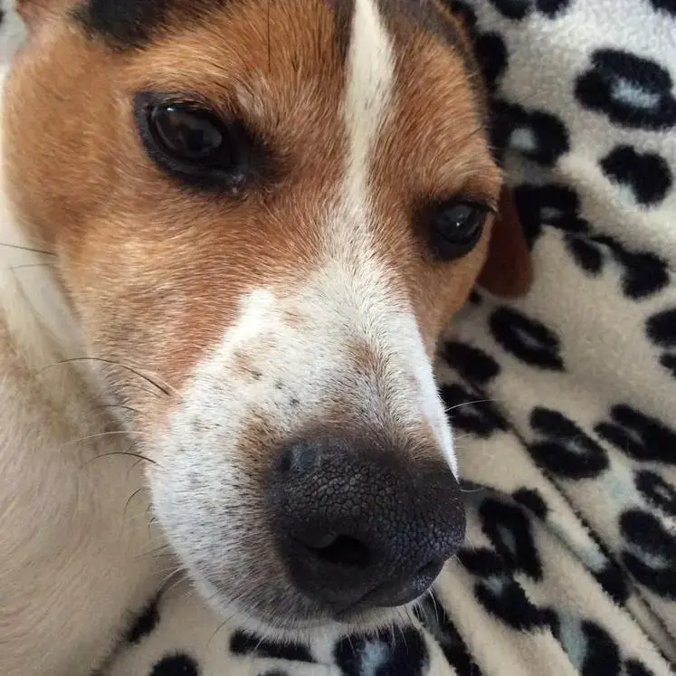 Jack Russell Terrier