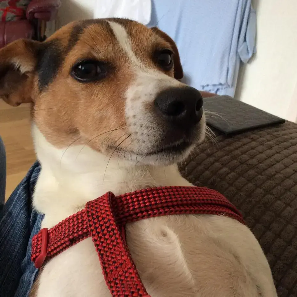 Jack Russell Terrier