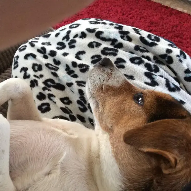 Jack Russell Terrier