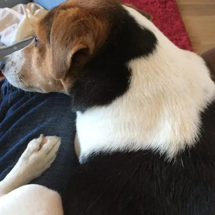 Jack Russell Terrier