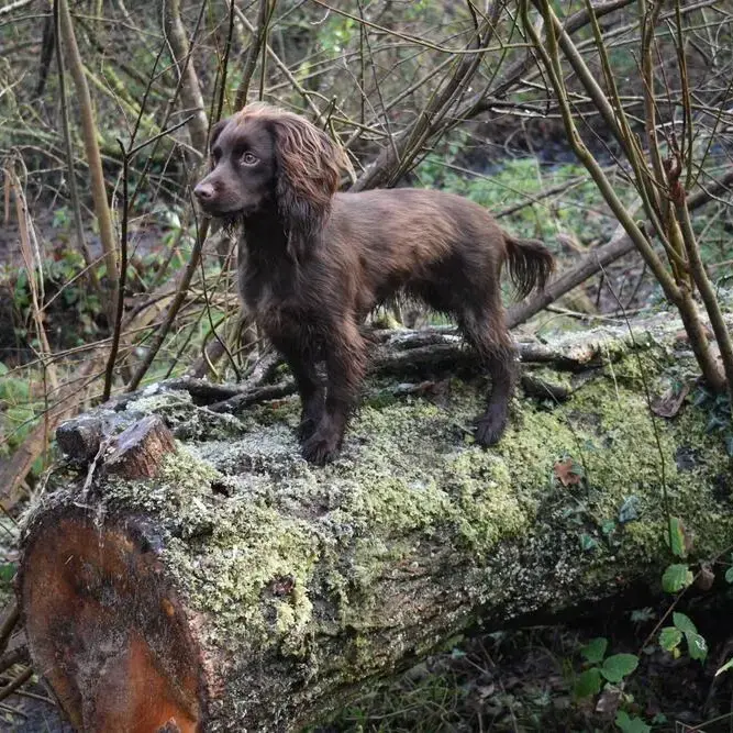 Cocker Spaniel (English)