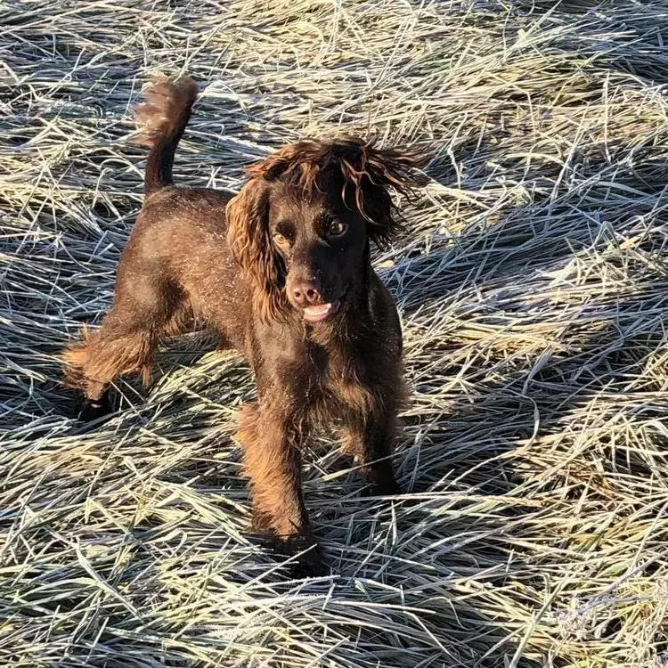Cocker Spaniel (English)