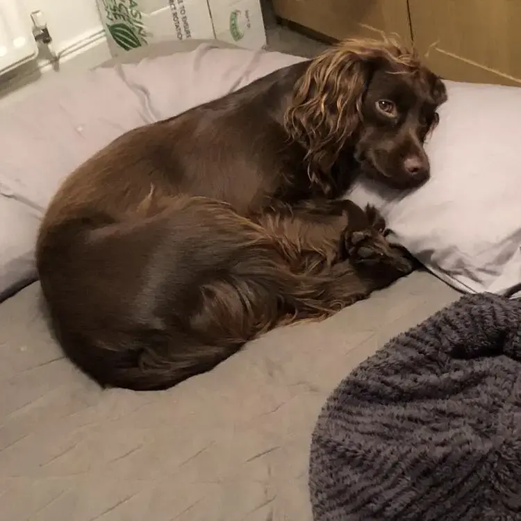 Cocker Spaniel (English)