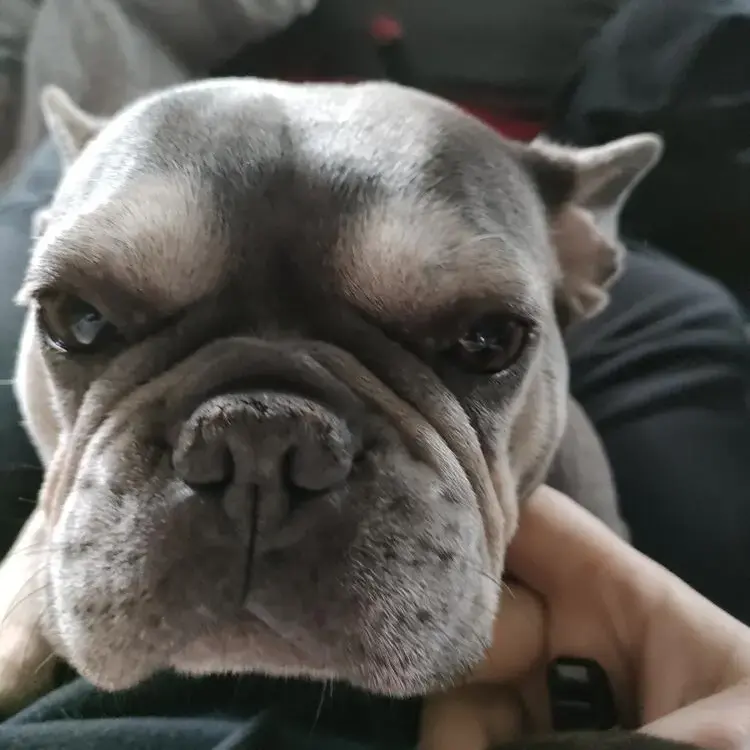French Bulldog