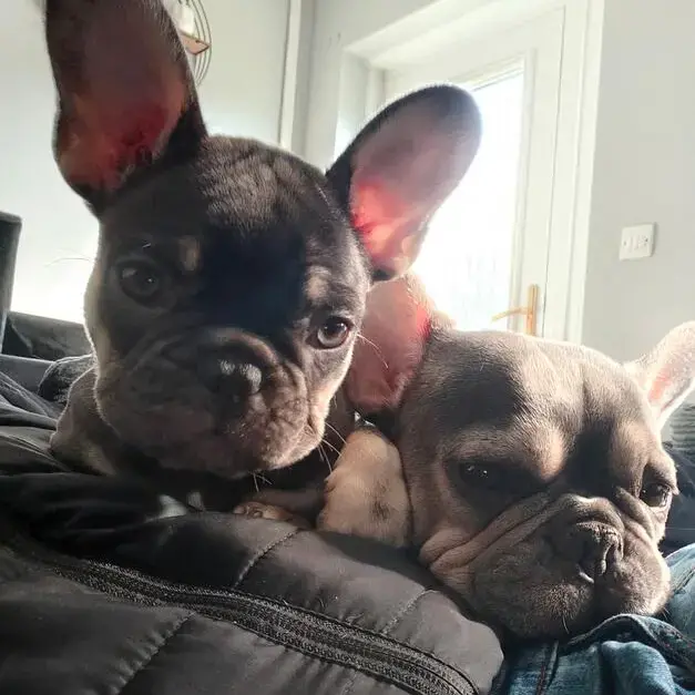 French Bulldog