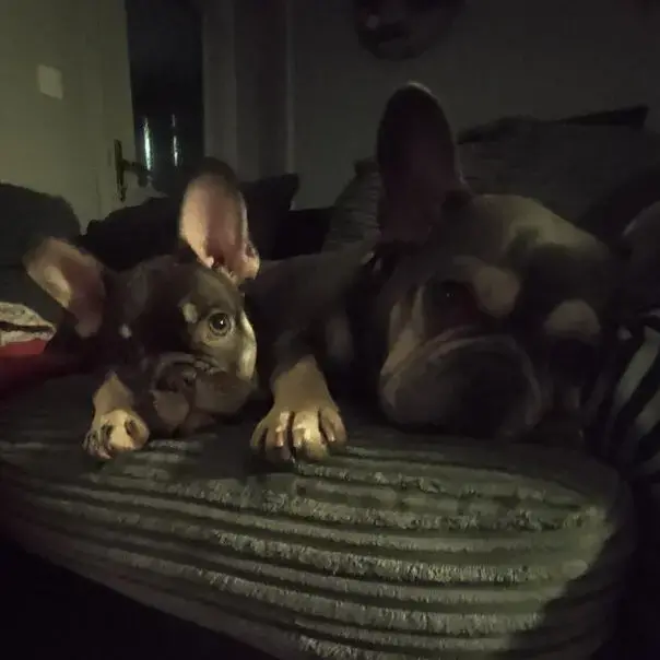French Bulldog
