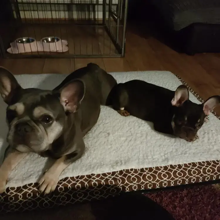 French Bulldog