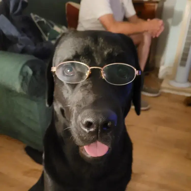 Labrador Retriever