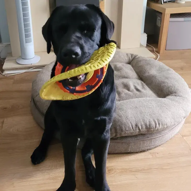 Labrador Retriever