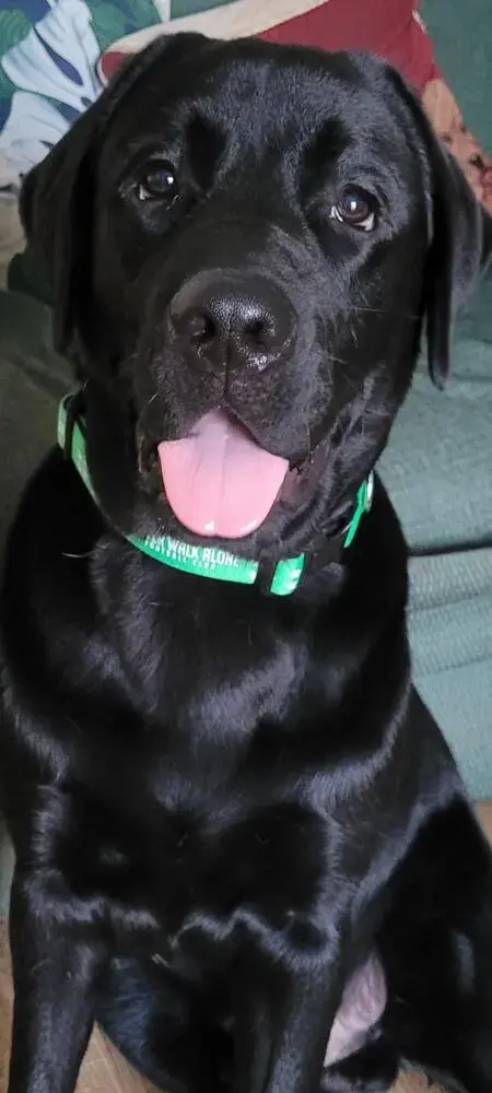 Labrador Retriever