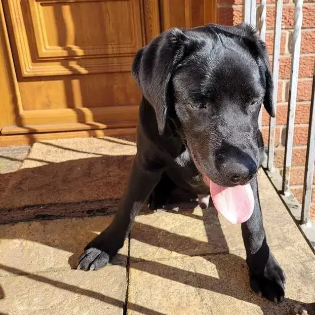 Labrador Retriever