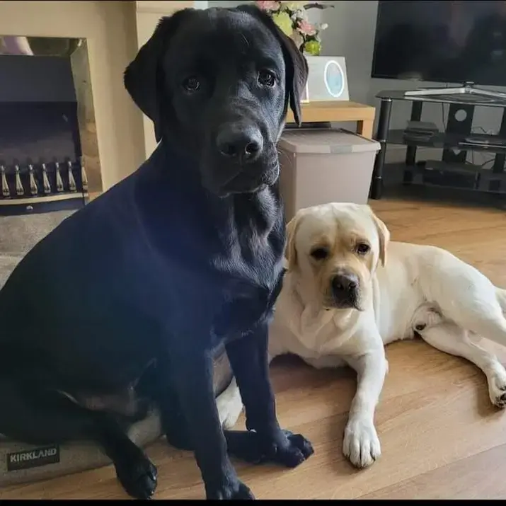 Labrador Retriever