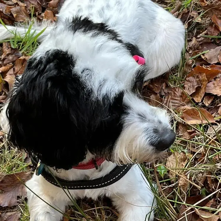 Cocker Spaniel (English)