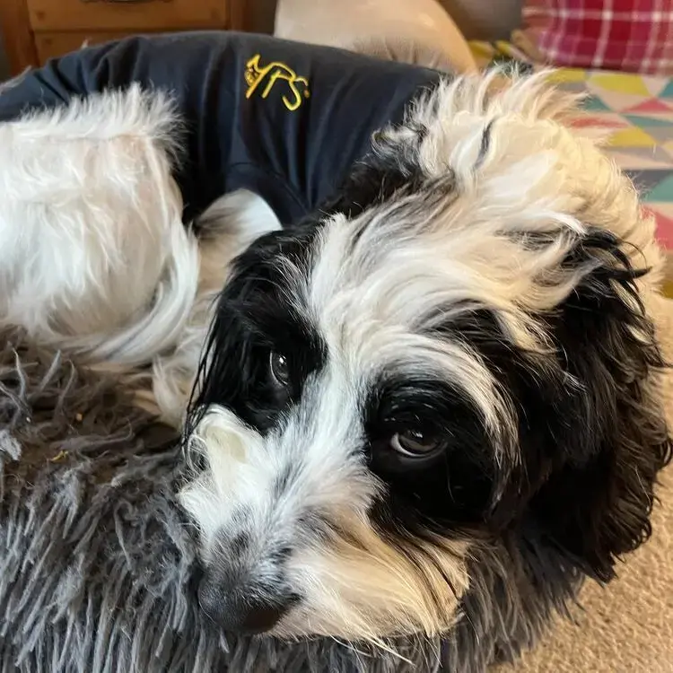 Cocker Spaniel (English)