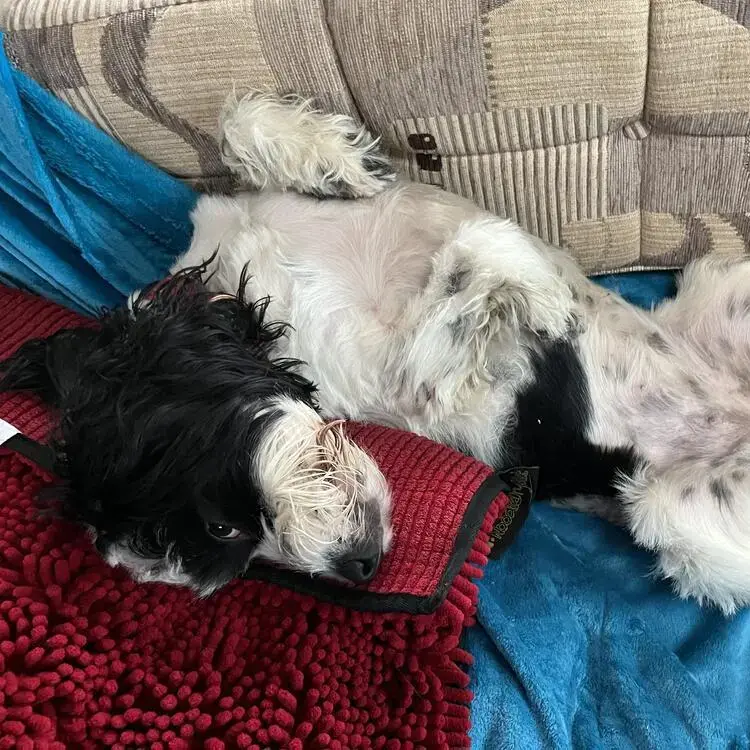 Cocker Spaniel (English)