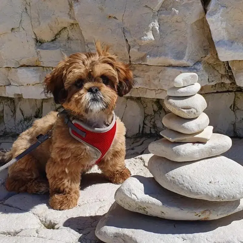 Shih Tzu