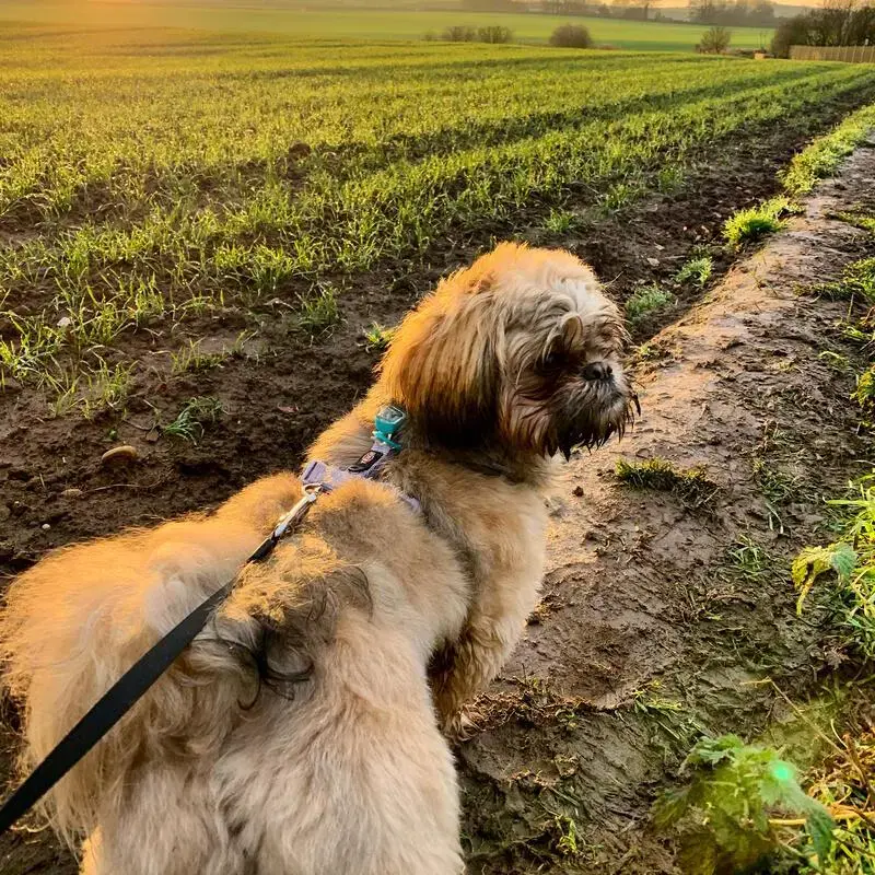 Shih Tzu