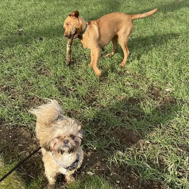 Shih Tzu