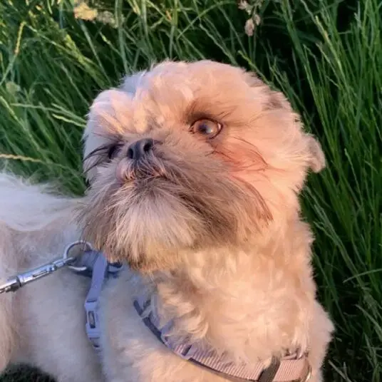 Shih Tzu