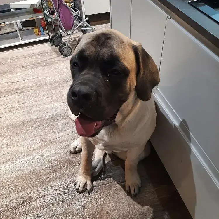 Mastiff