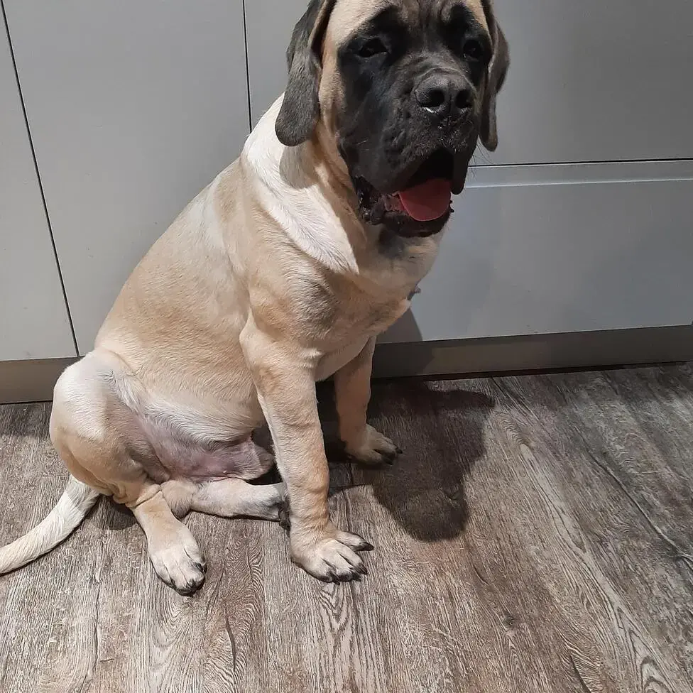 Mastiff