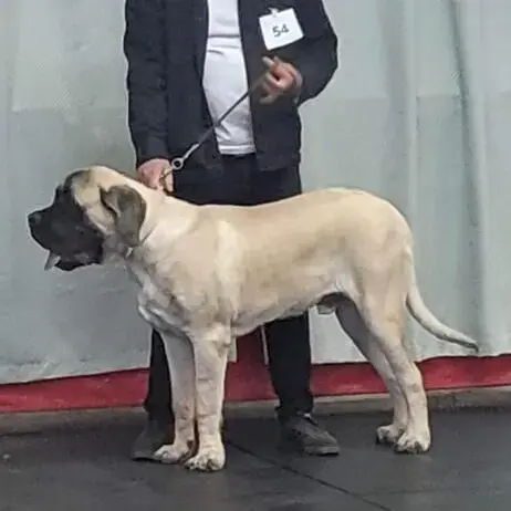 Mastiff