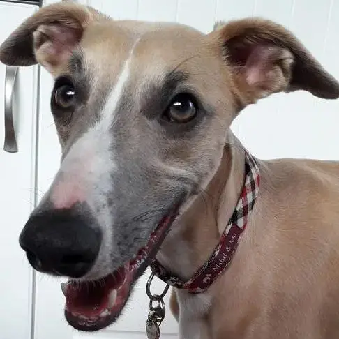 Whippet