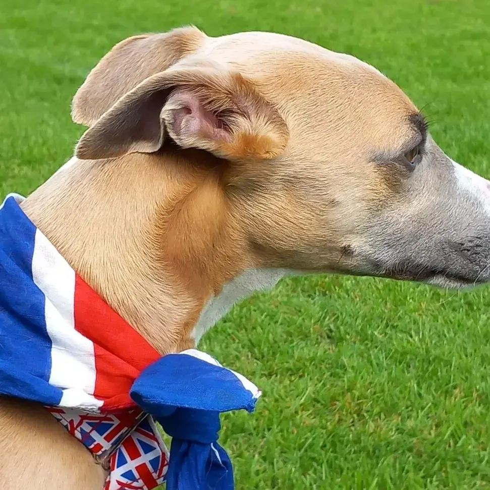 Whippet