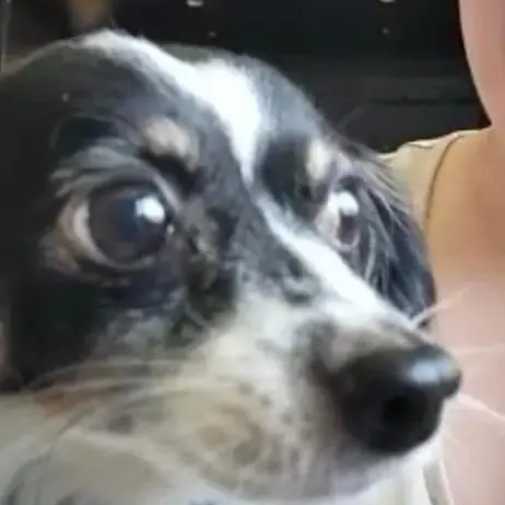 Jack Russell Terrier