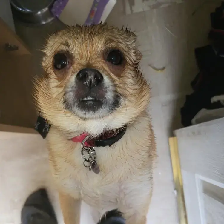 Pomeranian