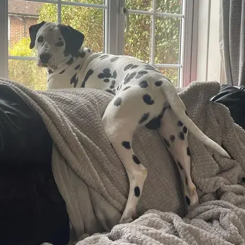 Dalmatian