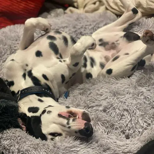 Dalmatian