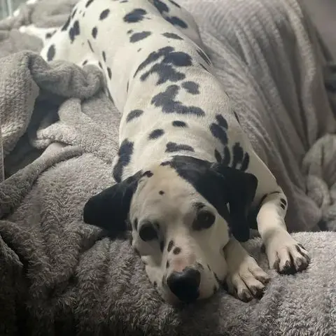 Dalmatian
