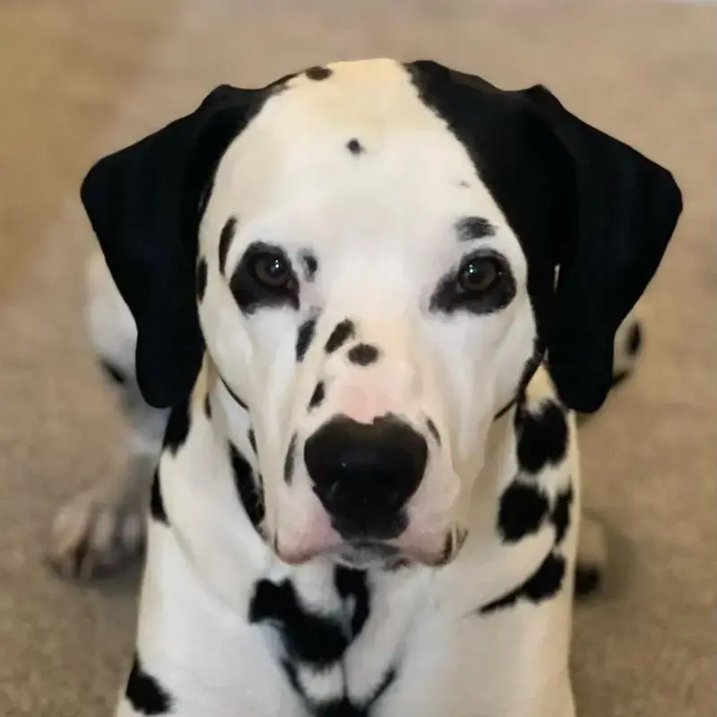 Dalmatian