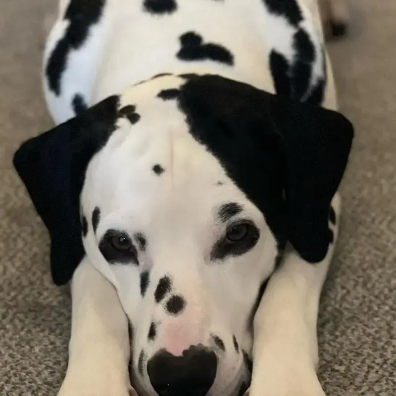 Dalmatian