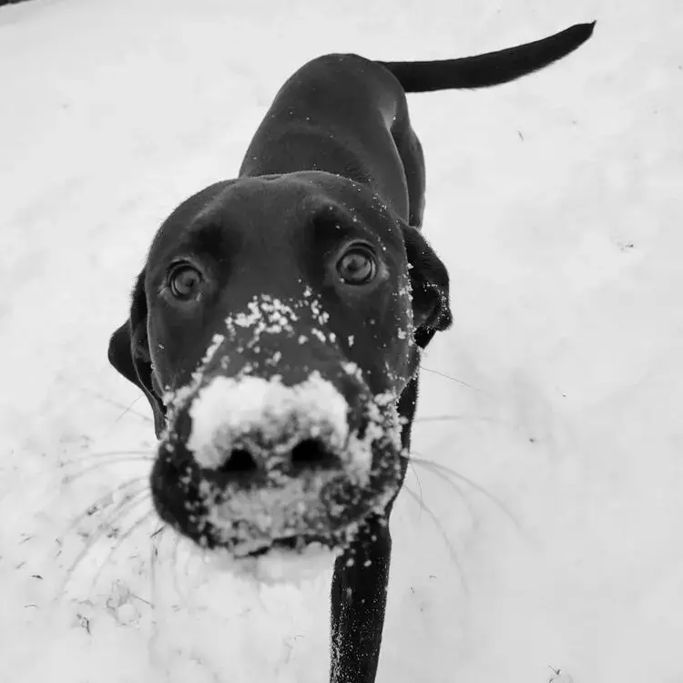 Labrador Retriever